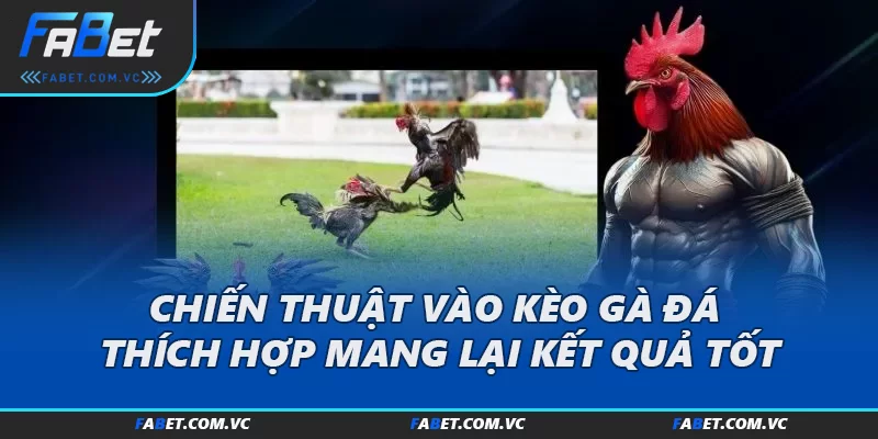 Chiến thuật vào kèo gà đá thích hợp mang lại kết quả tốt