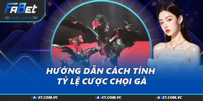 Hướng dẫn cách tính tỷ lệ cược chọi gà